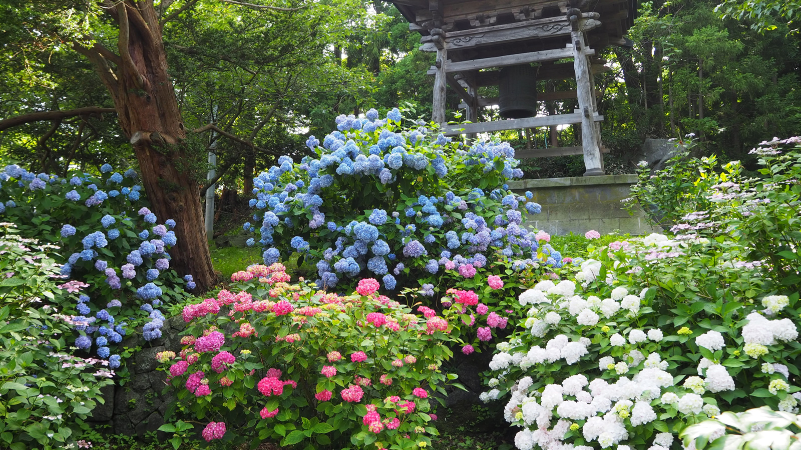 紫陽花