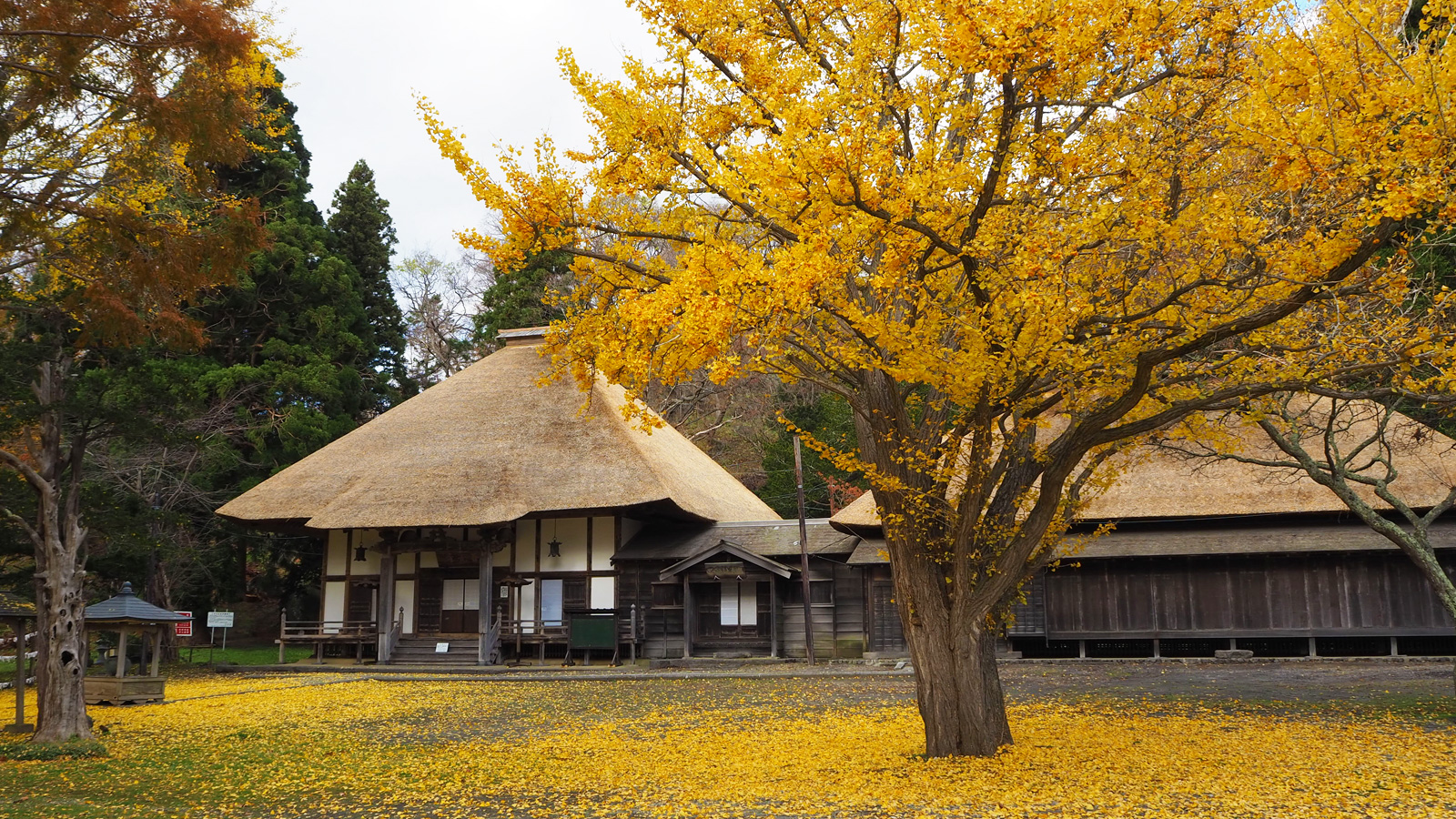 Autumn leaf